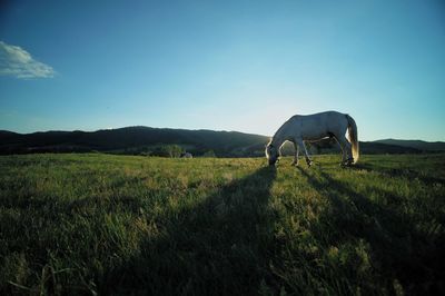 Horse grazing on field