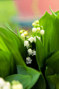 Close-up of white flowering plant