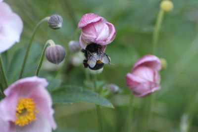 Close-up of insect on pink flower