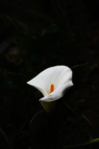 Close-up of white flower blooming outdoors