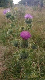 Close-up of thistle flowers growing on field