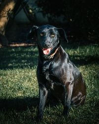 Portrait of dog sitting on field