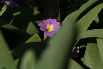 Close-up of pink flowering plant