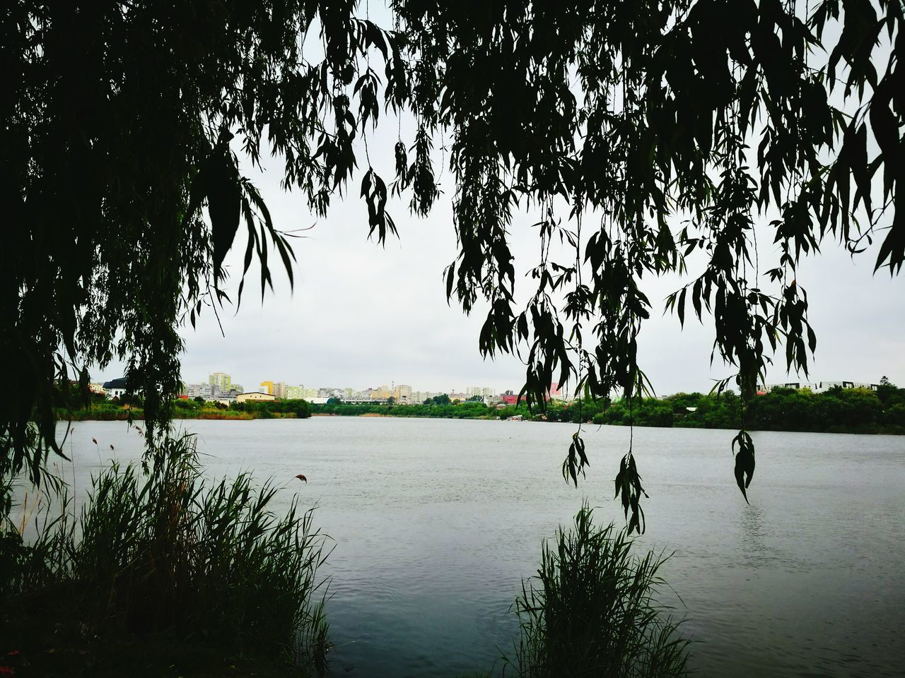 tree, water, nature, beauty in nature, sky, outdoors, tranquil scene, scenics, tranquility, day, growth, no people, sea, animal themes, bird