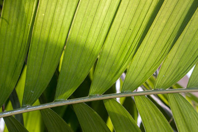 Full frame shot of palm leaves