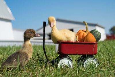 Close-up of ducklings with toys on grassy field