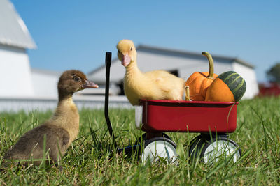 View of a duck on field