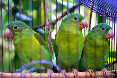 Close-up of parrot in cage