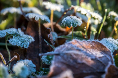 Close-up of frozen plant leaves during winter