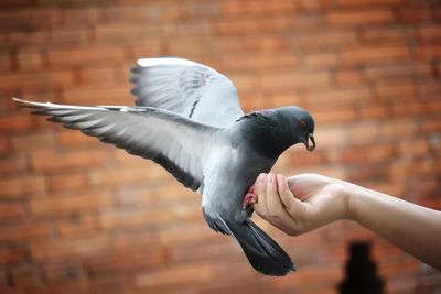 Close-up of pigeon flying over the wall