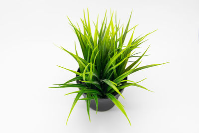 Close-up of plant against white background