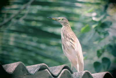 Low angle view of bird perching on roof