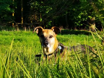 Portrait of dog on field