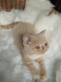 Close-up portrait of a cat