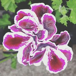 Close-up of pink flower