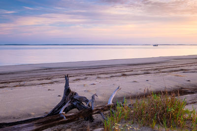 Driftwood on beach against sky during sunset