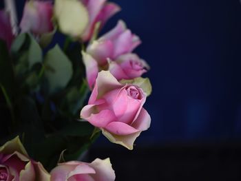 Close-up of pink rose