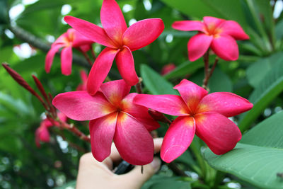 Close-up of flowers