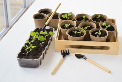 Seedlings of petunia plants in small pots on on a white table on a spacious balcony in spring. 