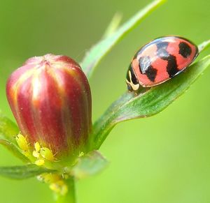 Close-up of insect on plant