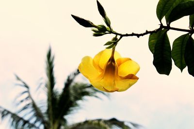 Close-up of yellow flower tree against sky