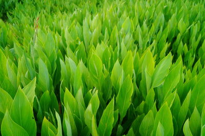 Close-up of crops growing on field