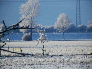 Bare trees on snow covered landscape