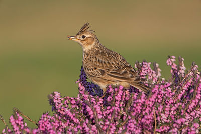 Close-up of bird perching on purple flower