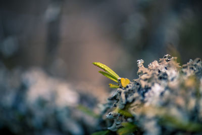 Close-up of yellow flowering plant