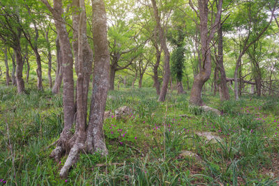 Trees in forest