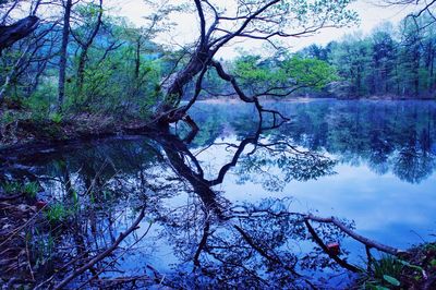 Reflection of trees in lake