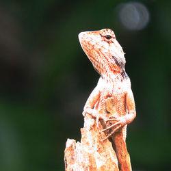 Close-up of lizard on rock