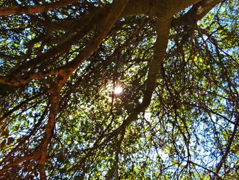 Low angle view of trees in forest