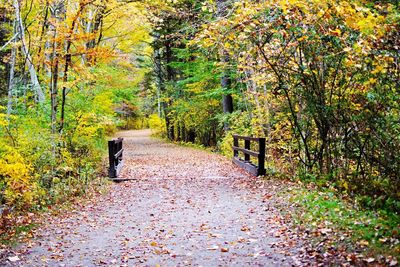 Footpath amidst trees in forest during autumn
