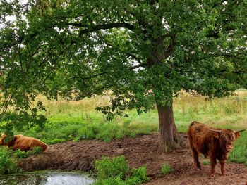 Wild cow in a field