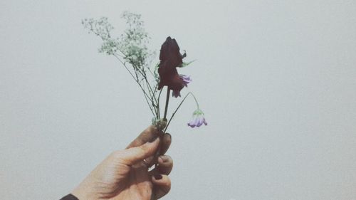 Close-up of woman holding flower