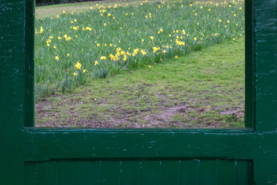 Close-up of flowers blooming on field