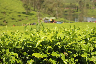 Plants growing on field