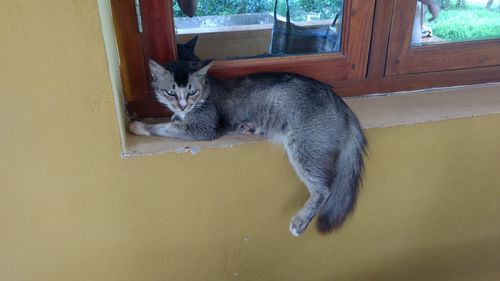 Cat sitting on door