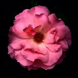 Close-up of pink flower over black background