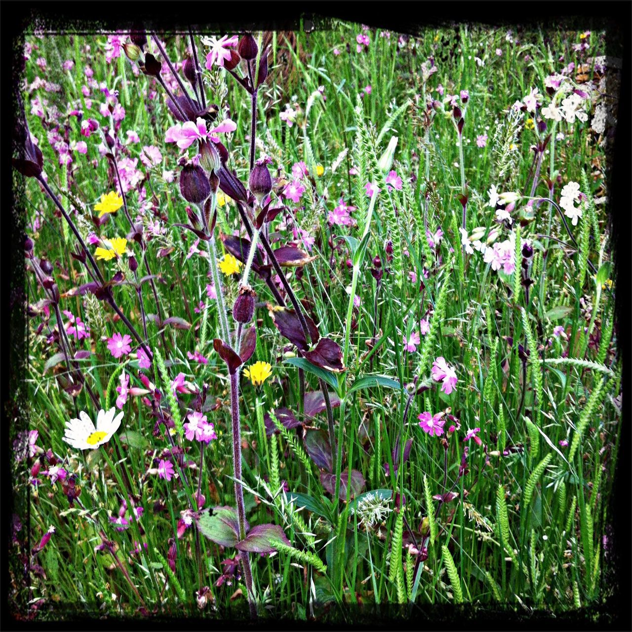 RHS Chelsea Flower Show