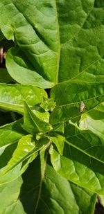 Close-up of insect on leaf