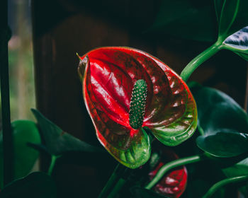 Close-up of red flower