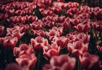 Full frame shot of red tulips