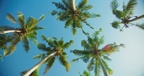 Low angle view of palm tree against sky