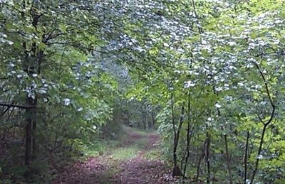 Flowers growing in forest