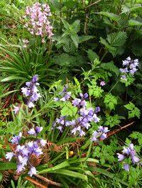 High angle view of purple flowering plants