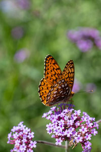 Butterfly pollinating on purple flower