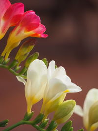 Close-up of yellow tulip