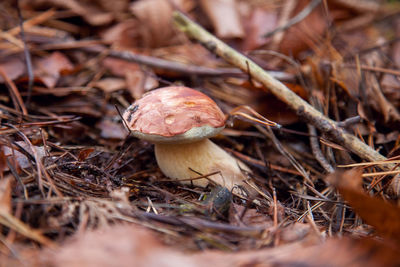 Close-up of mushroom growing on field